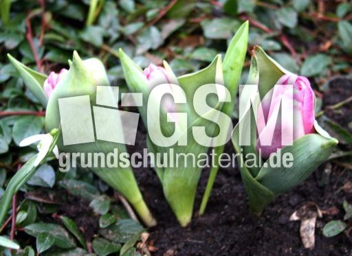 Tulpen-in Knospe-3.jpg